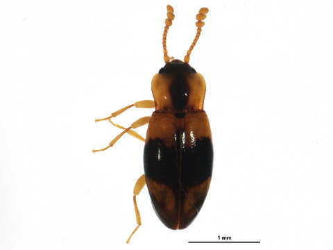 Image of Phymaphora pulchella Newman 1838