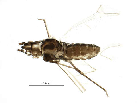 Image of Saltusaphidinae