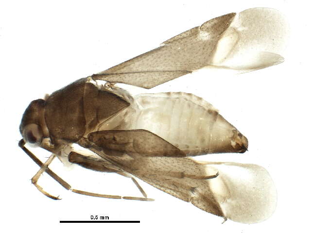 صورة Chlamydatus associatus (Uhler 1872)