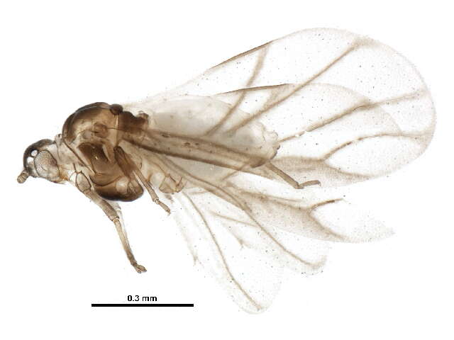 Image of Sumac Gall Aphid