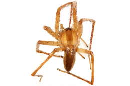 Image of Nursery Web Spider