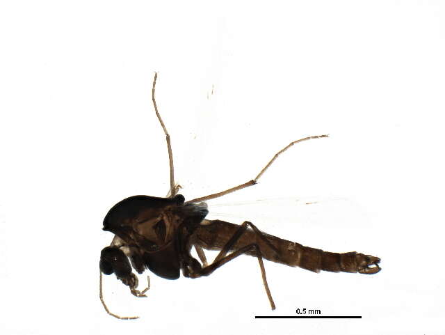 Image of Rheotanytarsus pellucidus (Walker 1848)