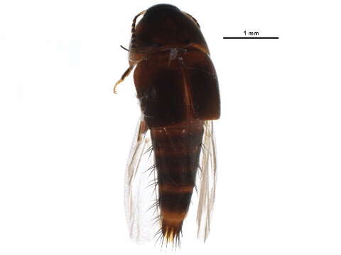 Image of rove beetles