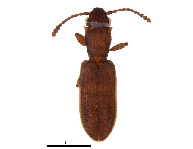 Image of Beetle