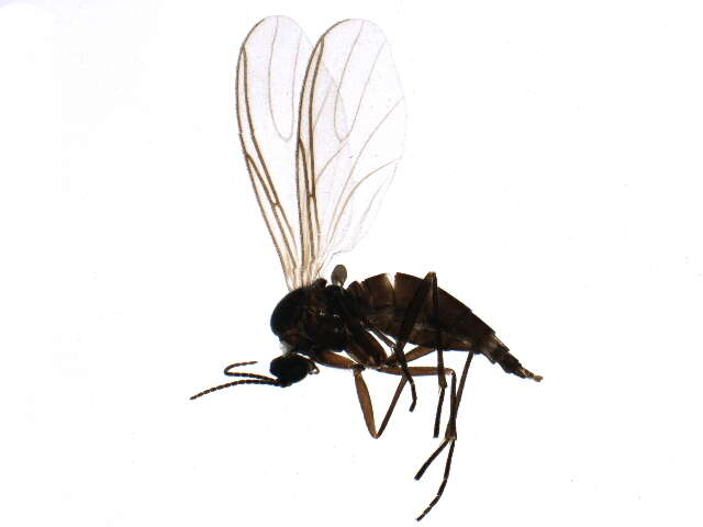 Image of Bradysia vagans (Winnertz 1868)