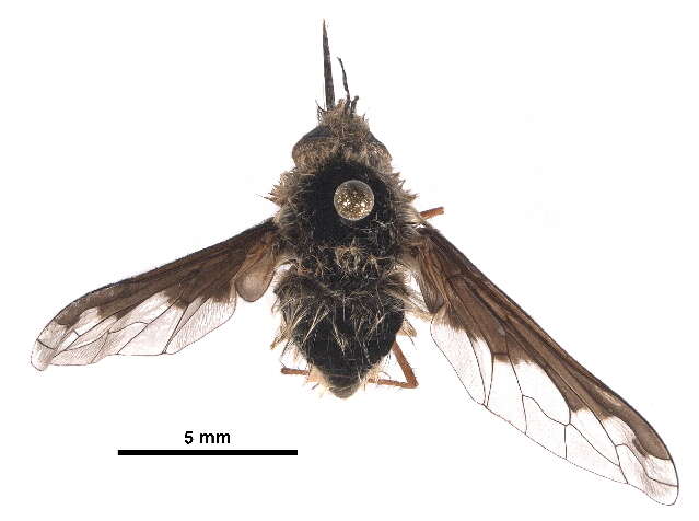 Image of Large bee-fly