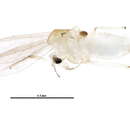 Image of Stempellinella fimbriata Ekrem 2007
