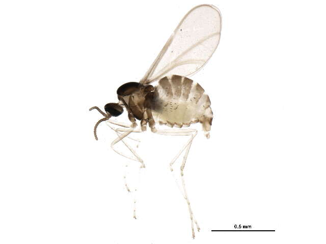 Image de Asteromyia modesta (Felt 1907)