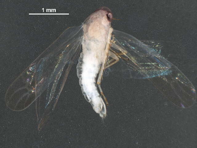 Empoasca (Empoasca) decipiens Paoli 1930 resmi