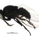 Image of Hexomyza