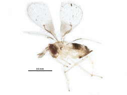 Image of Trichogramma