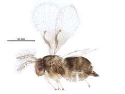 Image of Trichogramma