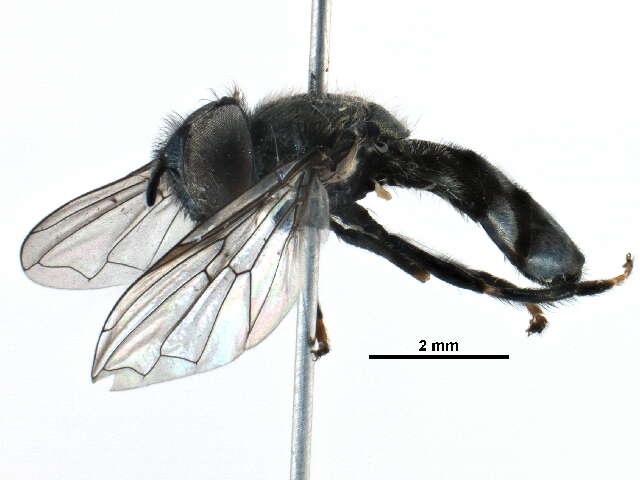 Image of Trichopsomyia apisaon Walker 1849