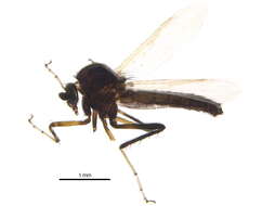 Image de Ceratopogoninae