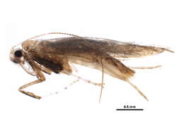 Image of Caloptilia bimaculatella (Ely 1915)