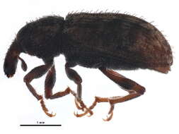 Image of Macrops subcribratus Dietz 1889