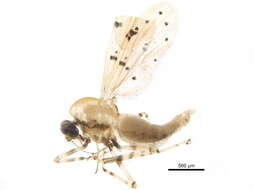 Image of Ceratopogoninae