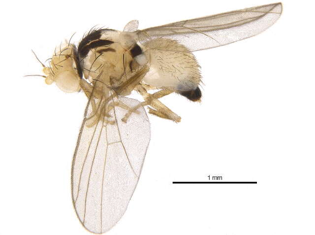 Phytoliriomyza resmi