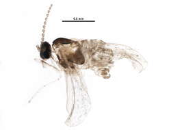 Image of Vitisiella brevicauda