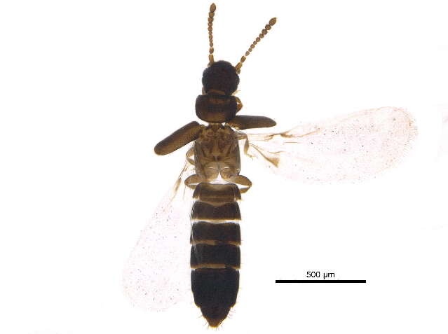 Image de Oxytelinae