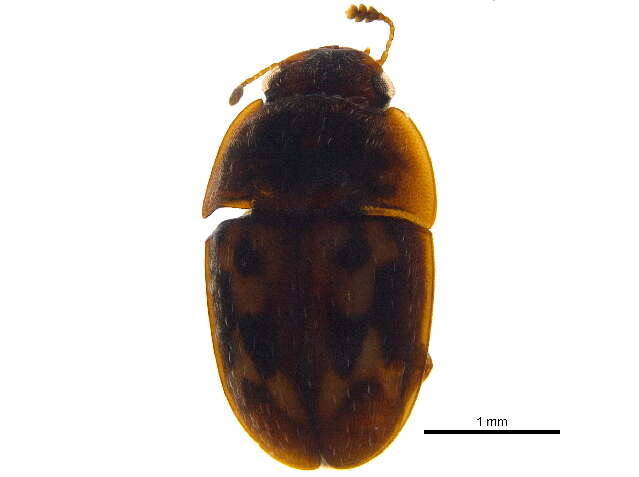 Image de Cryptarcha strigatula Parsons 1938