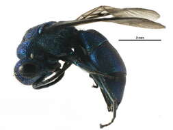 Image of Chrysidoidea