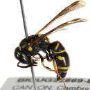 Image of Parancistrocerus cf. pedestris