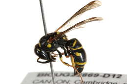 Image of Parancistrocerus cf. pedestris