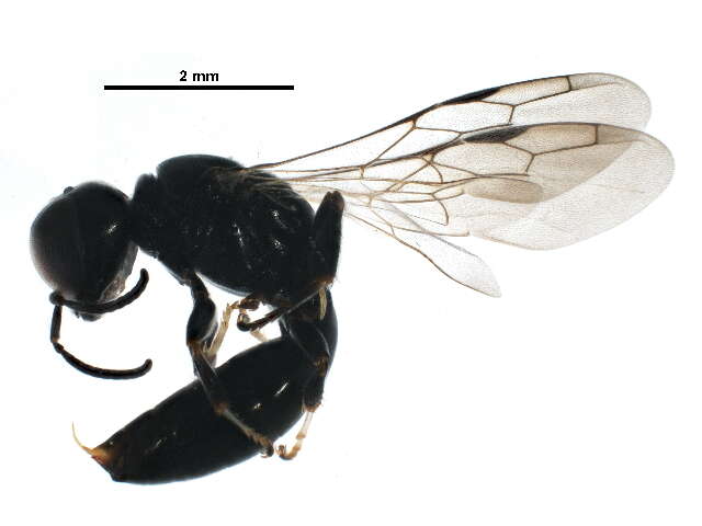 Plancia ëd Crossocerus Lepeletier de Saint Fargeau & Brullé 1835