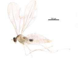 Image of Dasineura leguminicola (Lintner 1879)