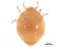 Image of Uroobovella