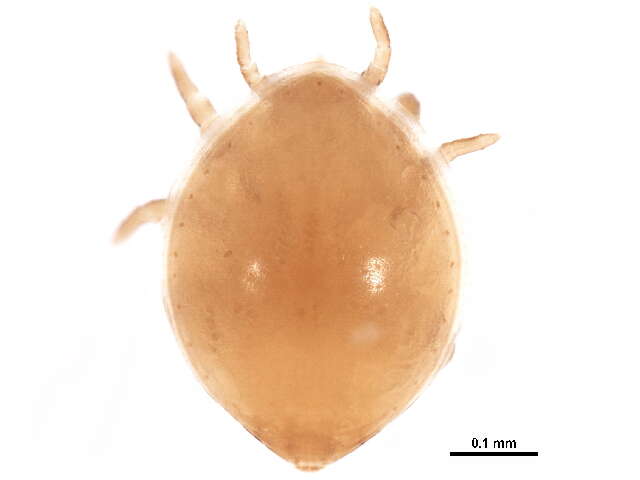 Image of Uroobovella