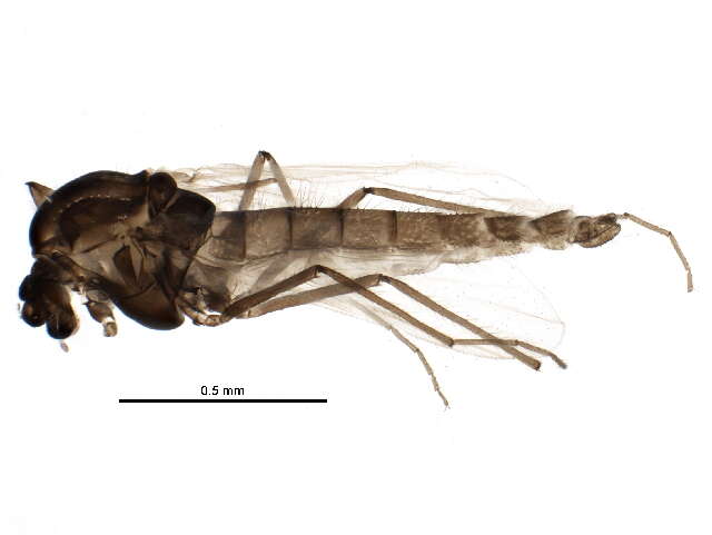 Plancia ëd Parakiefferiella