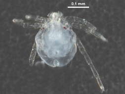 صورة Sperchontidae