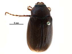 Sivun Phyllophaga (Phyllophaga) rugosa (Melsheimer 1845) kuva