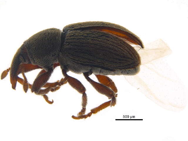 Image of Red Clover Seed Weevil