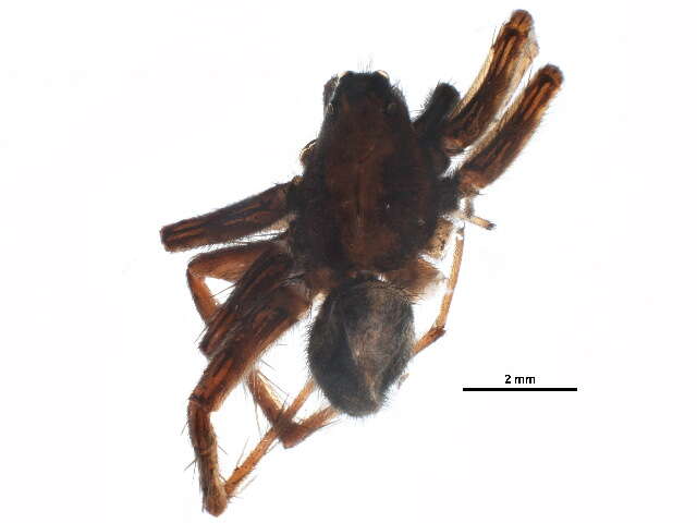 Image of Pardosa modica (Blackwall 1846)