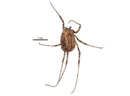 Image of Leiobunum vittatum (Say 1821)