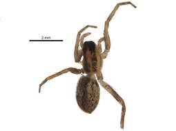 صورة Pardosa distincta (Blackwall 1846)