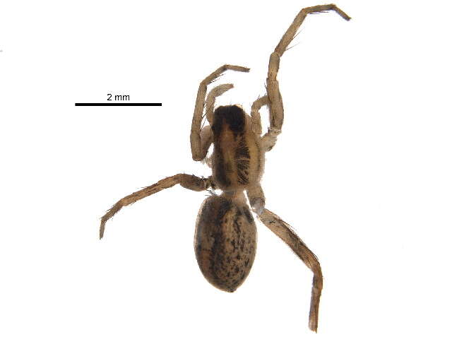 صورة Pardosa distincta (Blackwall 1846)