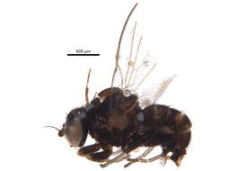 Cerodontha resmi