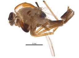 Image of Chironomus ochreatus (Townes 1945)