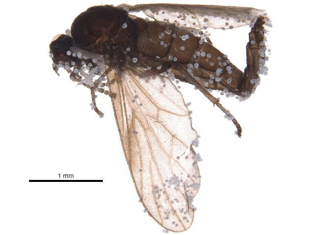 Image of Bolbomyia nana Loew 1862