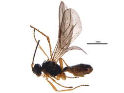 Image of Phaenocarpa