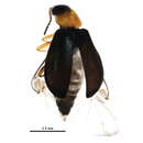 Image de <i>Hypebaeus bicolor</i>