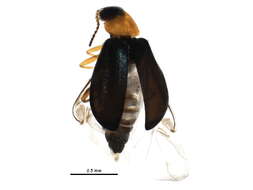 Image of <i>Hypebaeus bicolor</i>