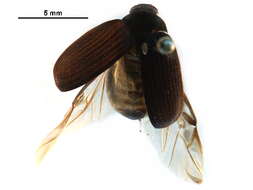 Image of Serica sericea (Illiger 1802)