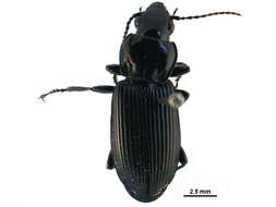 Plancia ëd Pterostichus (Petrophilus) melanarius (Illiger 1798)