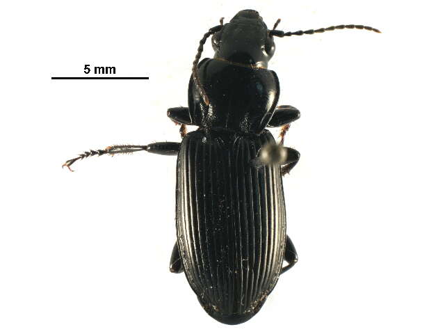 Plancia ëd Pterostichus (Petrophilus) melanarius (Illiger 1798)