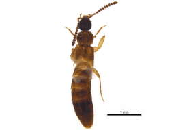 Aleocharinae resmi